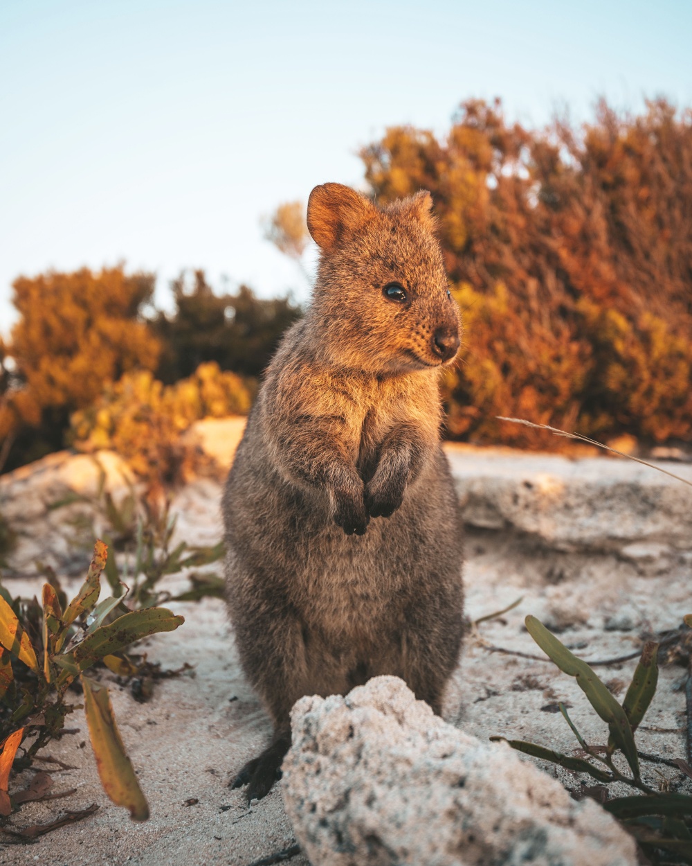 Quokka Copyright Tourism Western Australia